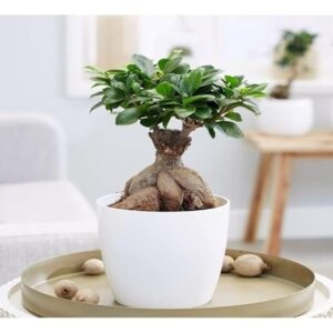 FOX & FERN Live Ficus Ginseng Indoor Housing Plant | Includes Nursery Grower's Bag/Pot Indoor Plant for Home/Office Decor | Air Purifier Plant (Pack of 1)