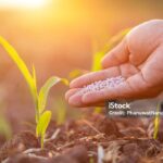 HOW TO GROW PLANT FAST