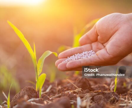 HOW TO GROW PLANT FAST