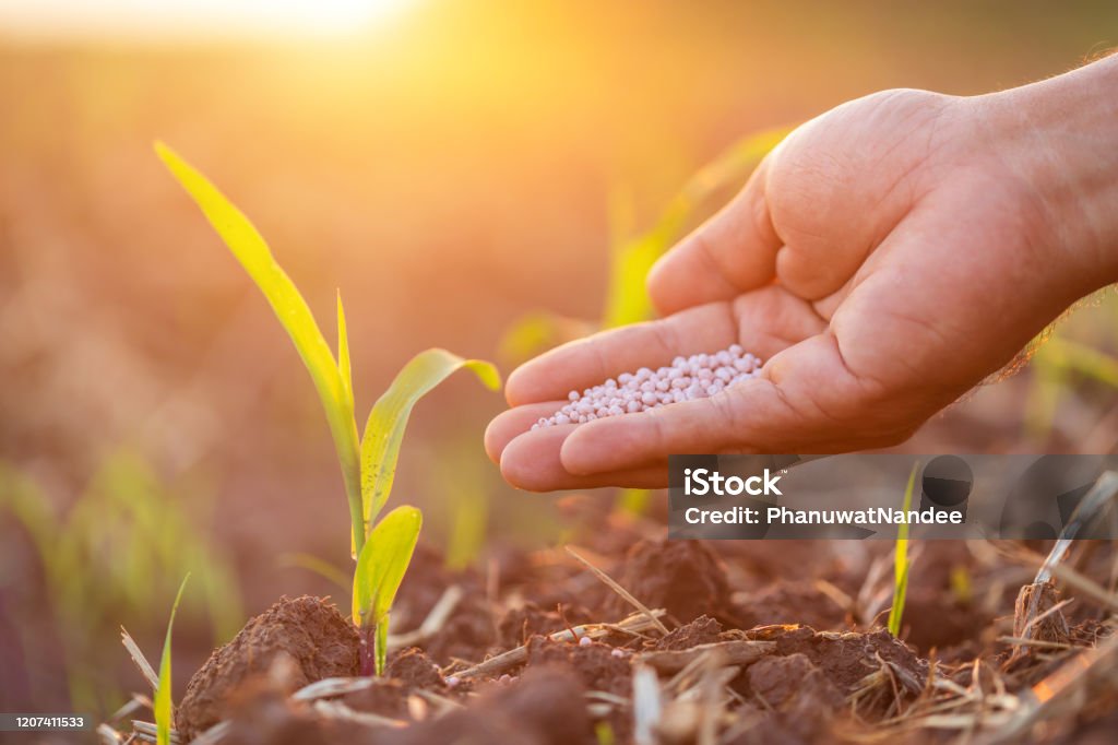 HOW TO GROW PLANT FAST